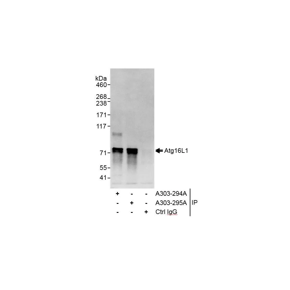 Rabbit anti-Atg16L1 Antibody, Affinity Purified