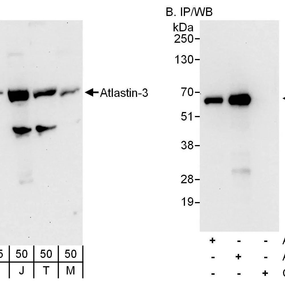 Rabbit anti-Atlastin-3 Antibody, Affinity Purified
