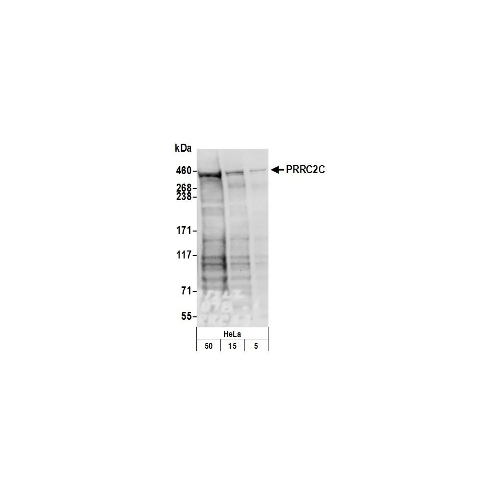 Rabbit anti-PRRC2C Antibody, Affinity Purified