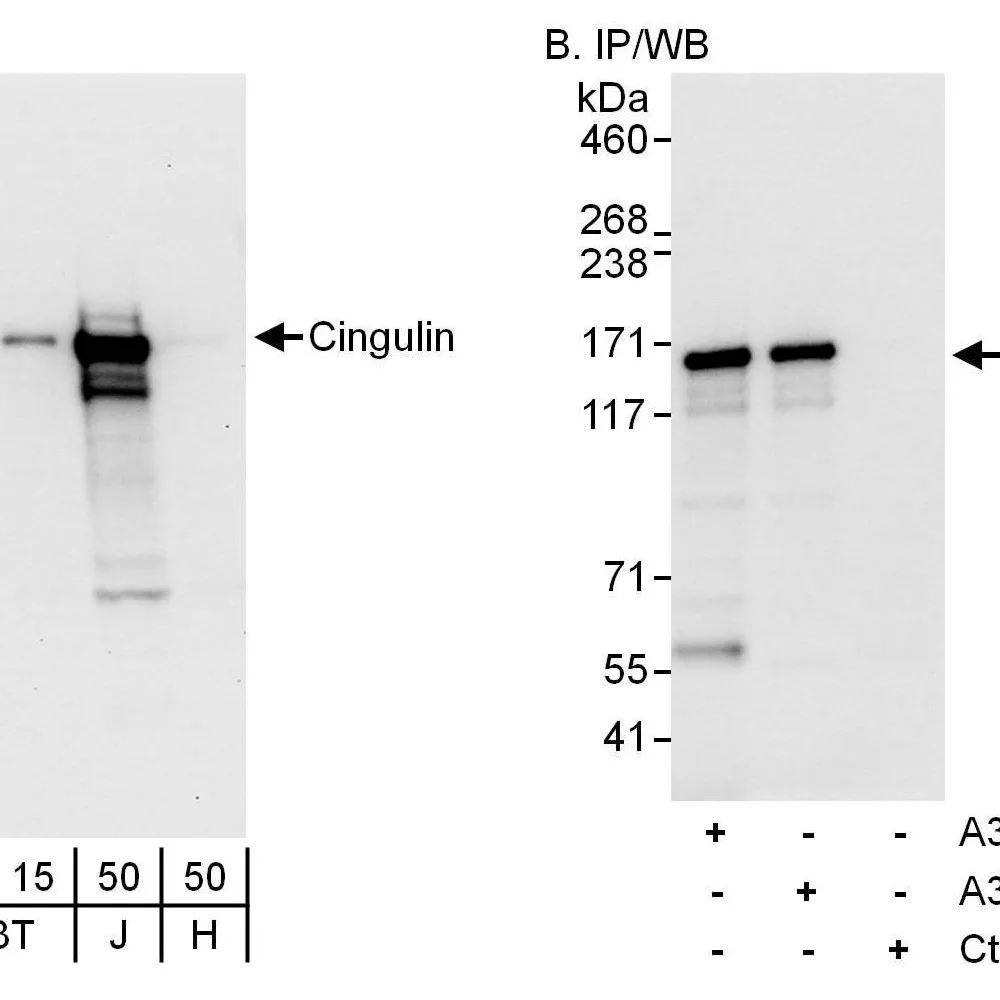 Rabbit anti-Cingulin Antibody, Affinity Purified