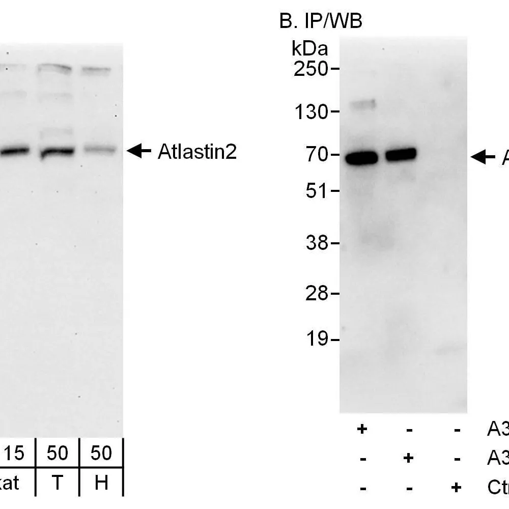 Rabbit anti-Atlastin2 Antibody, Affinity Purified