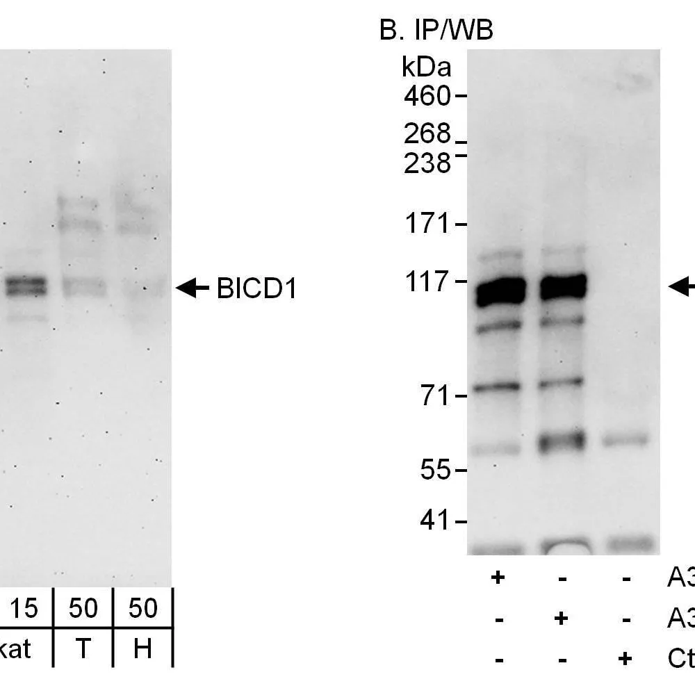 Rabbit anti-BICD1 Antibody, Affinity Purified