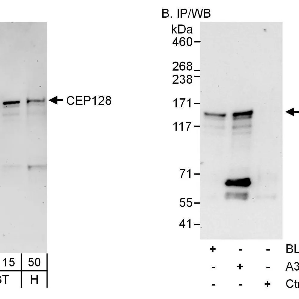Rabbit anti-CEP128 Antibody, Affinity Purified