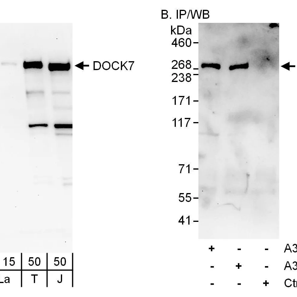 Rabbit anti-DOCK7 Antibody, Affinity Purified