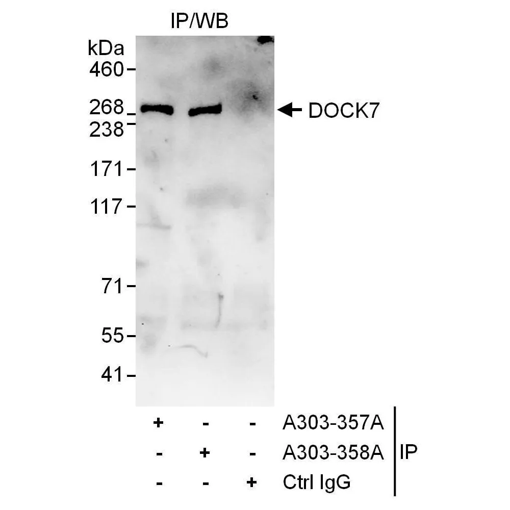 Rabbit anti-DOCK7 Antibody, Affinity Purified