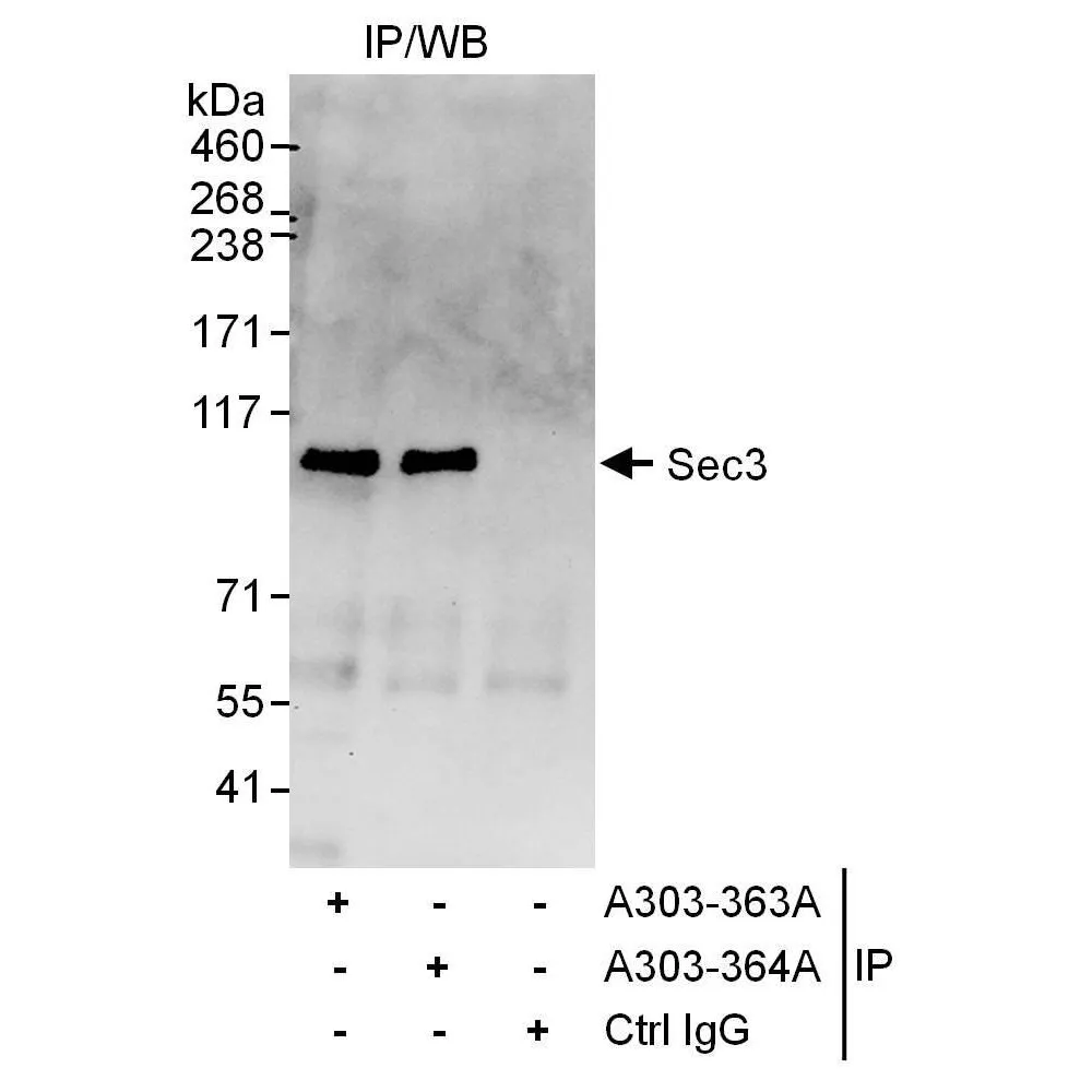 Rabbit anti-Sec3 Antibody, Affinity Purified
