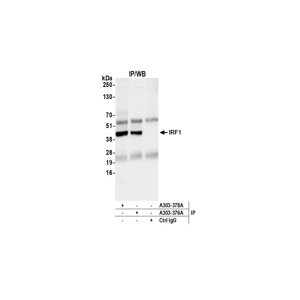 Rabbit anti-IRF1 Antibody, Affinity Purified