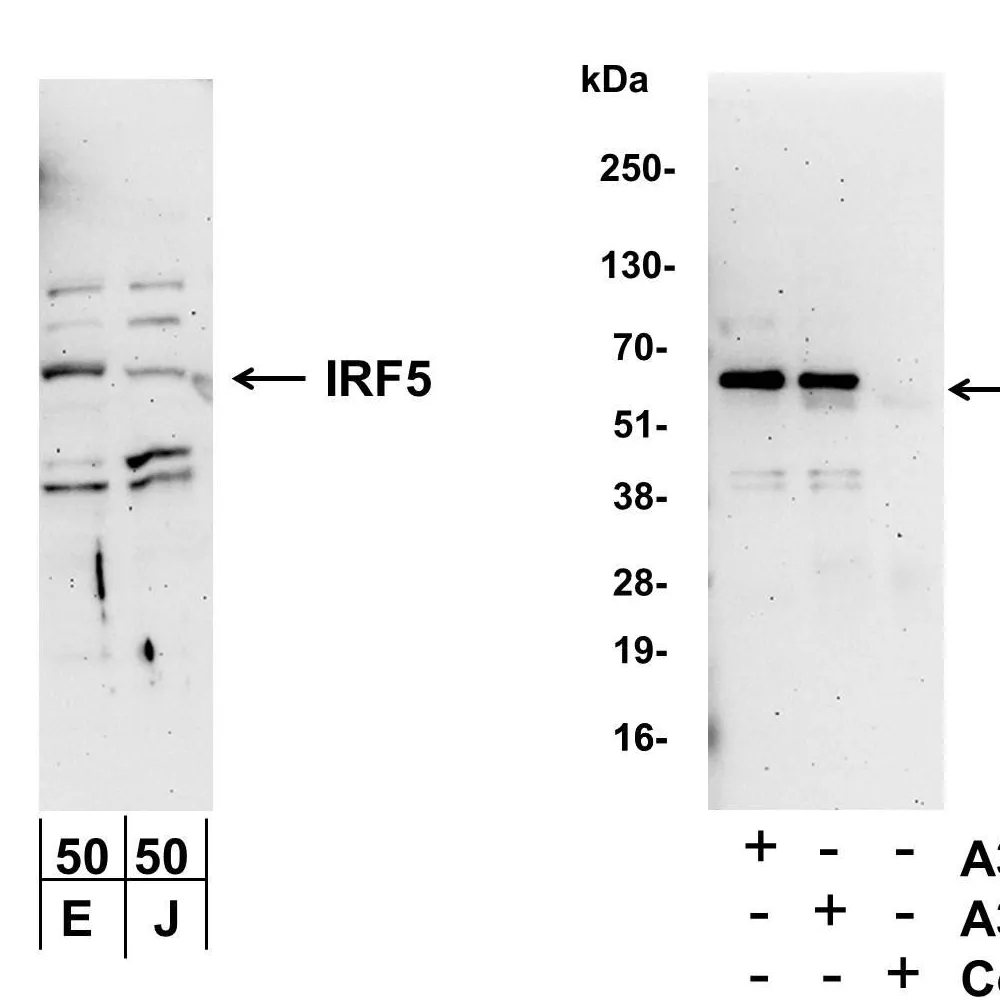 Rabbit anti-IRF5 Antibody, Affinity Purified
