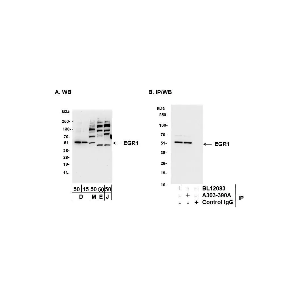 Rabbit anti-EGR1 Antibody, Affinity Purified