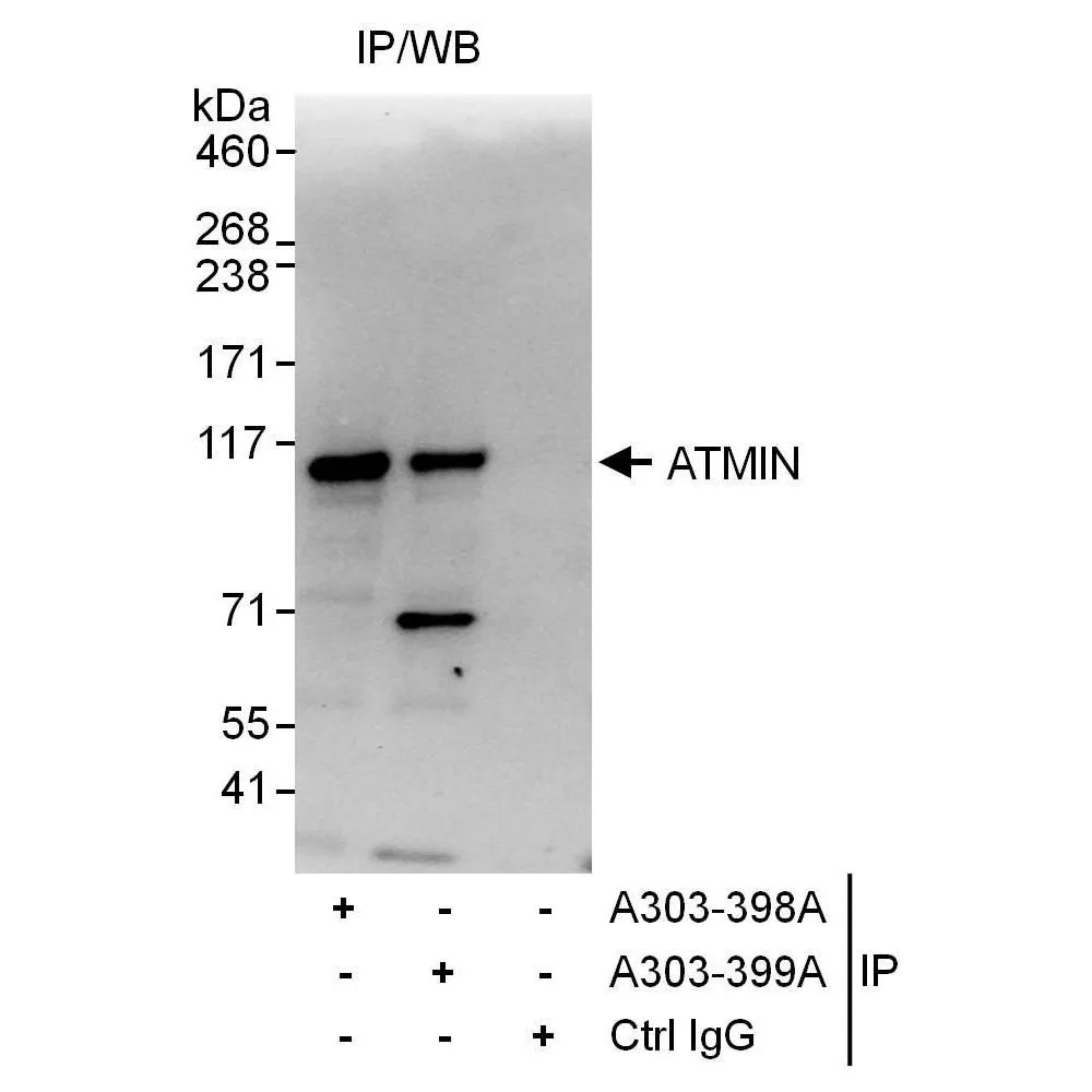 Rabbit anti-ATMIN Antibody, Affinity Purified