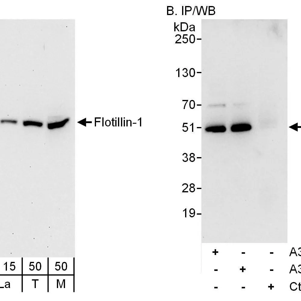 Rabbit anti-Flotillin-1 Antibody, Affinity Purified