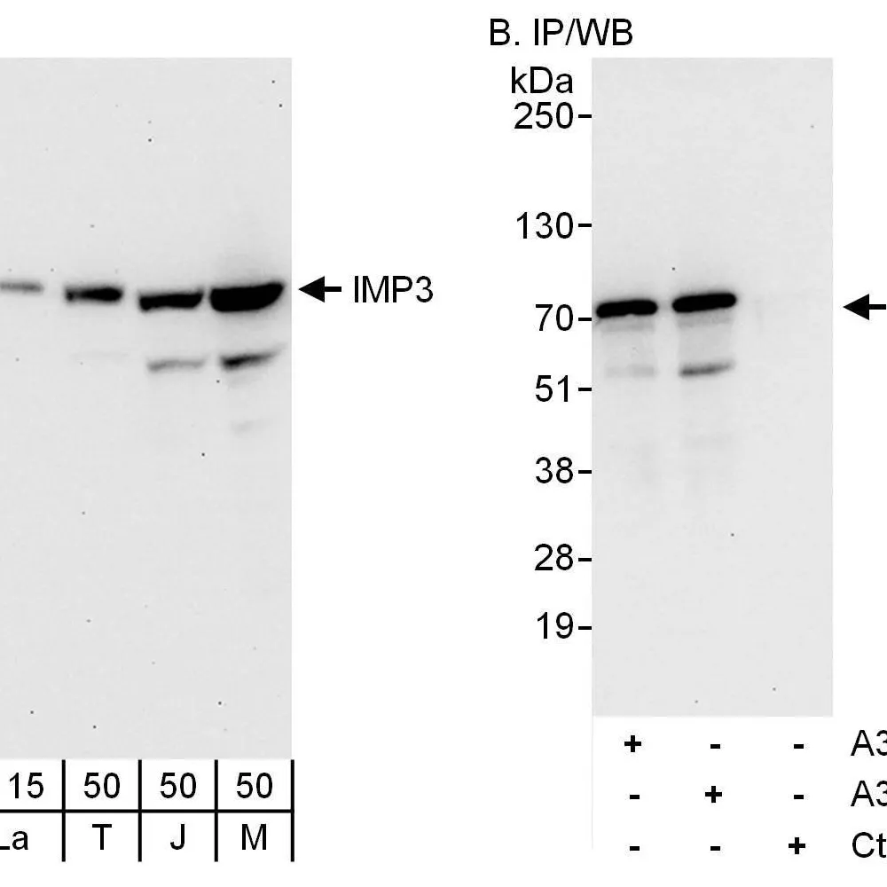 Rabbit anti-IMP3 Antibody, Affinity Purified