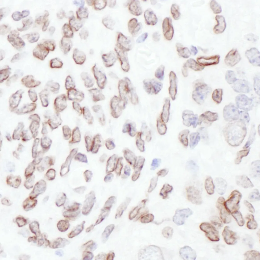 Rabbit anti-Lamin-A/C Antibody, Affinity Purified
