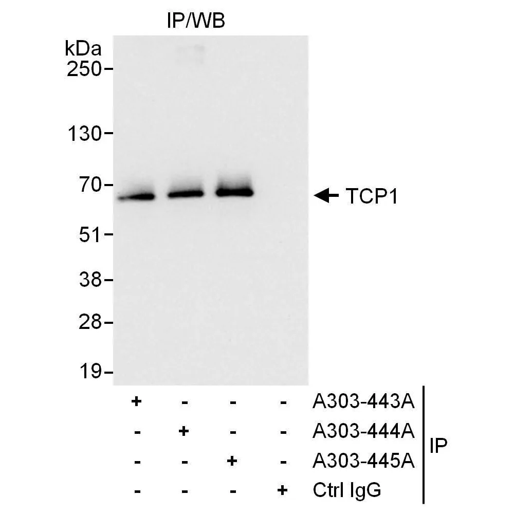 Rabbit anti-TCP1 Antibody, Affinity Purified