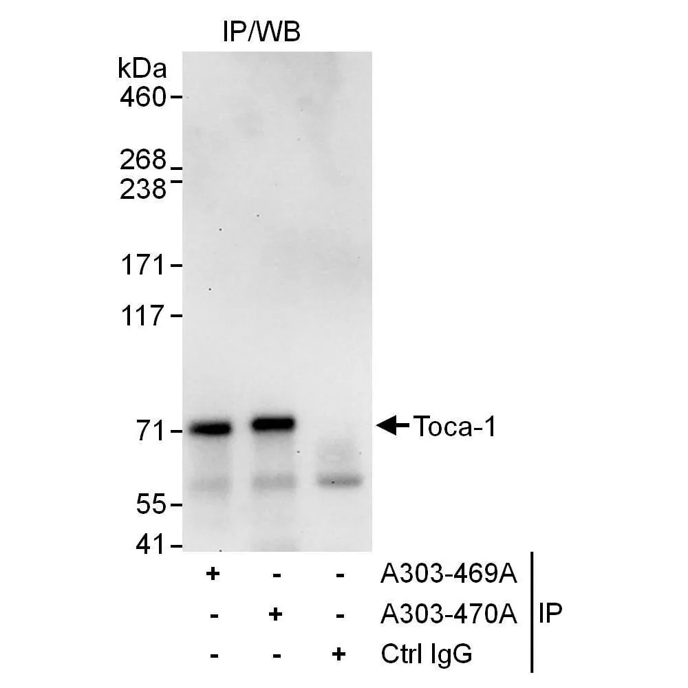 Rabbit anti-Toca-1 Antibody, Affinity Purified