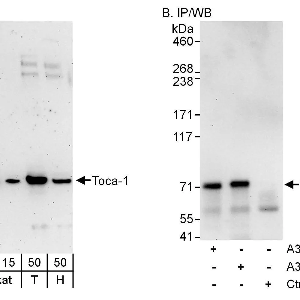 Rabbit anti-Toca-1 Antibody, Affinity Purified