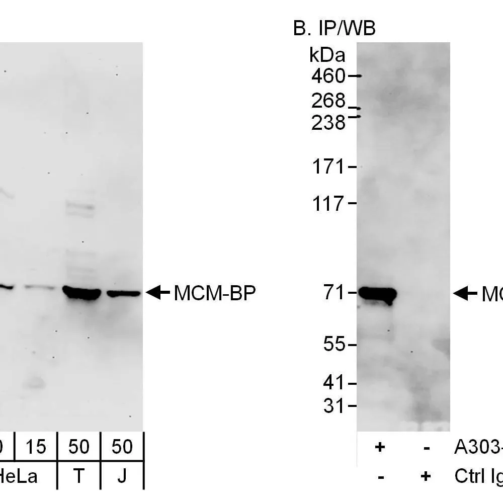 Rabbit anti-MCM-BP Antibody, Affinity Purified
