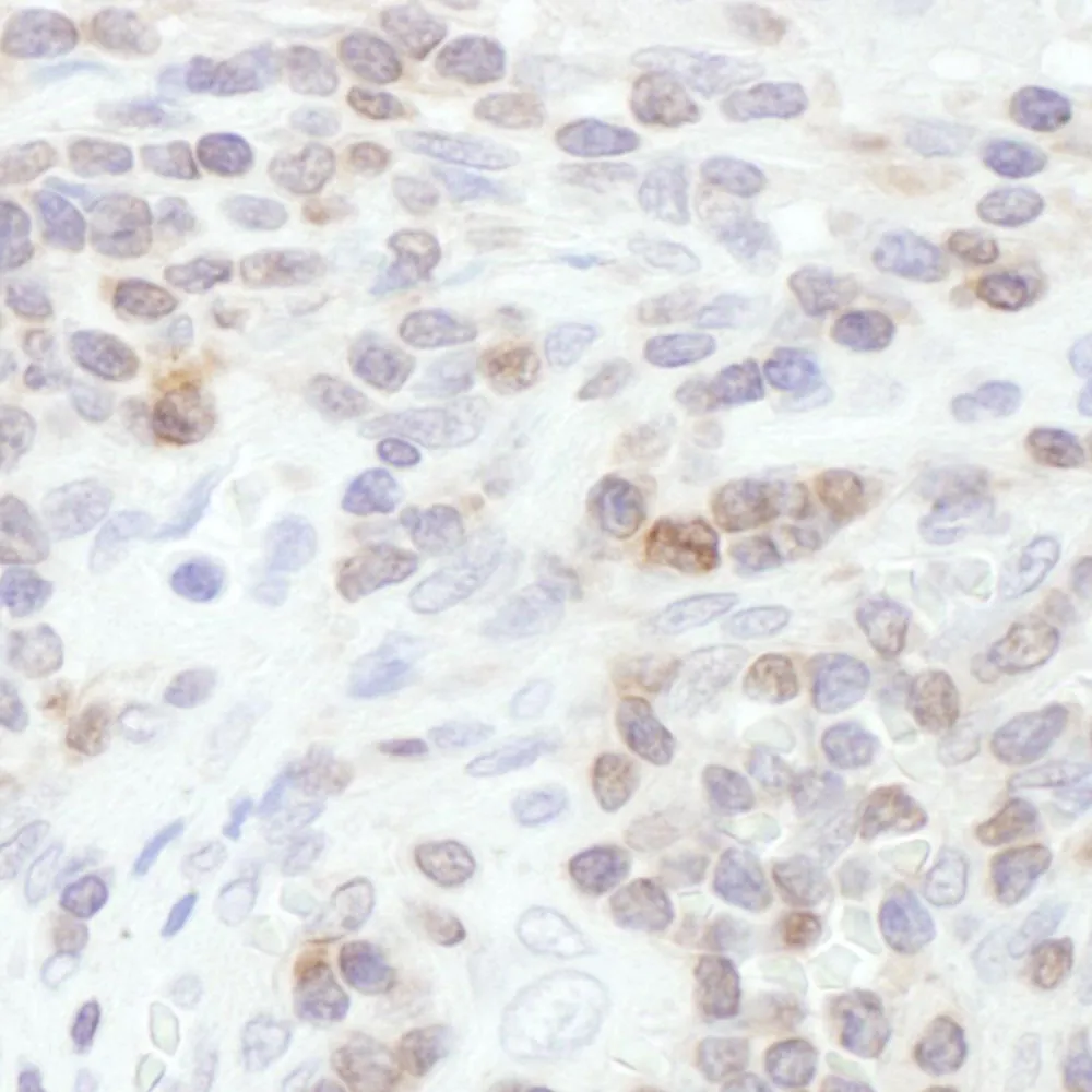 Rabbit anti-STAT5a Antibody, Affinity Purified