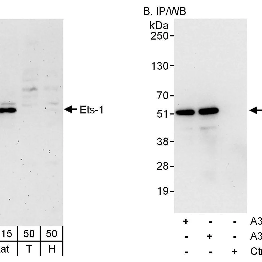 Rabbit anti-Ets-1 Antibody, Affinity Purified