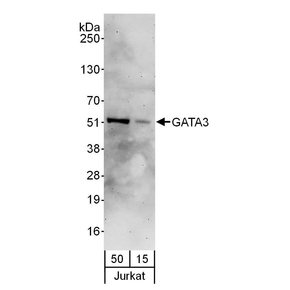 Rabbit anti-GATA3 Antibody, Affinity Purified