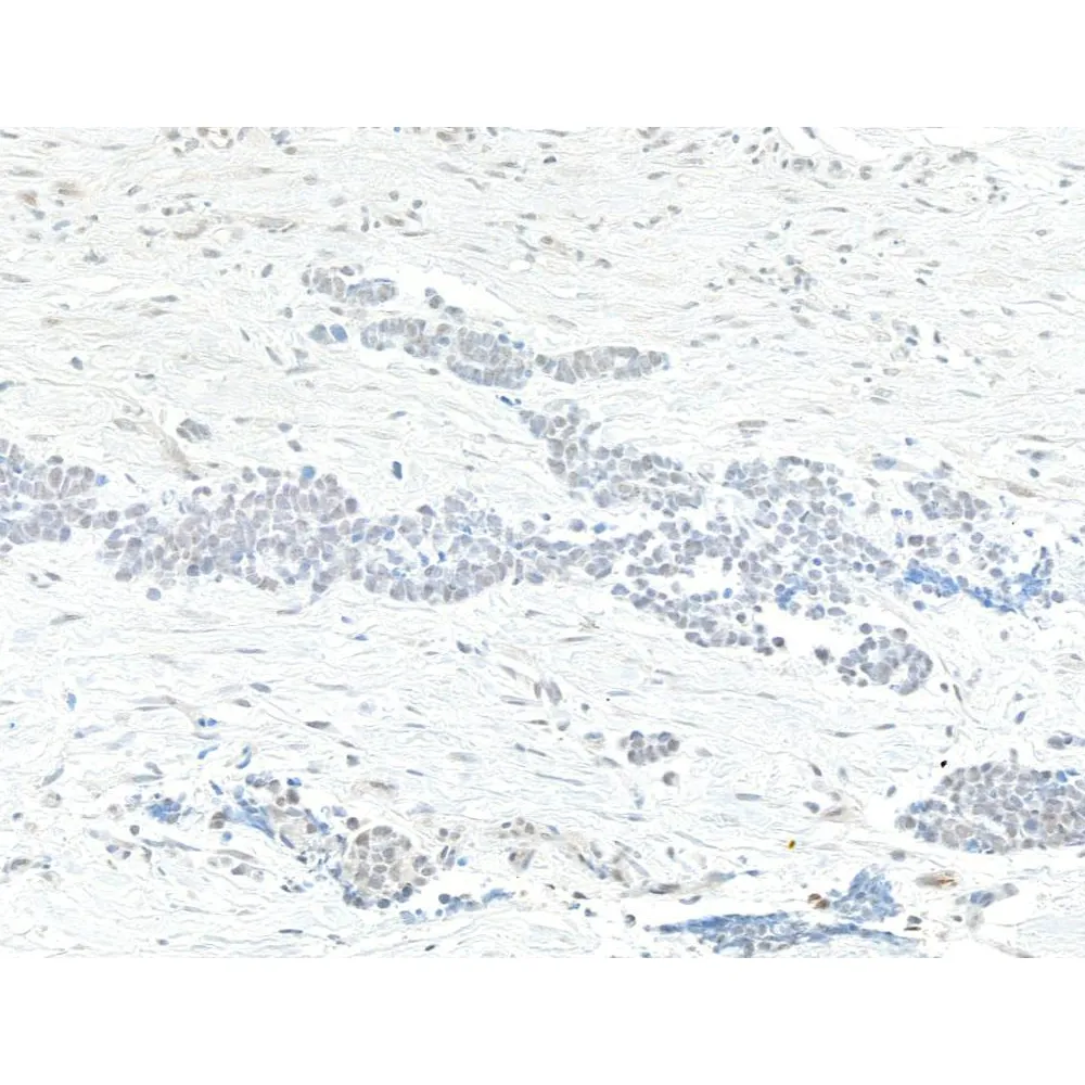 Rabbit anti-TAF1 Antibody, Affinity Purified