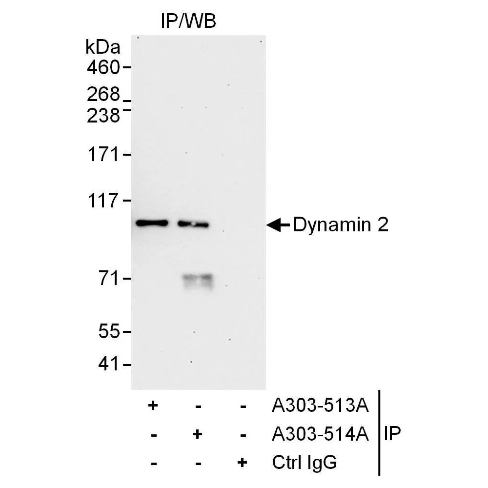 Rabbit anti-Dynamin 2 Antibody, Affinity Purified