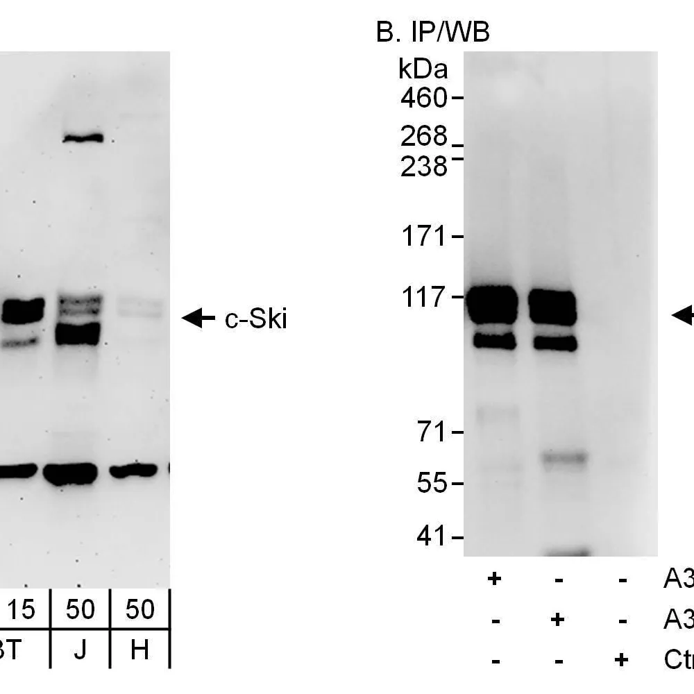 Rabbit anti-c-Ski Antibody, Affinity Purified
