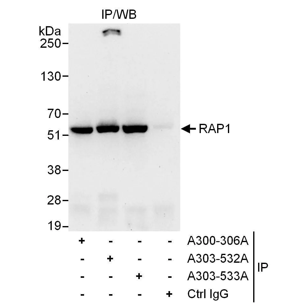 Rabbit anti-RAP1 Antibody, Affinity Purified