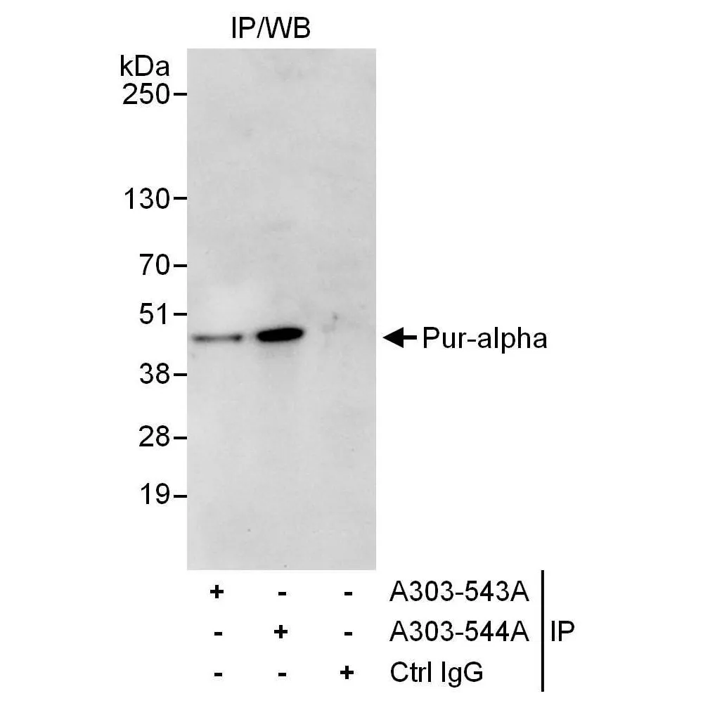 Rabbit anti-Pur-alpha Antibody, Affinity Purified