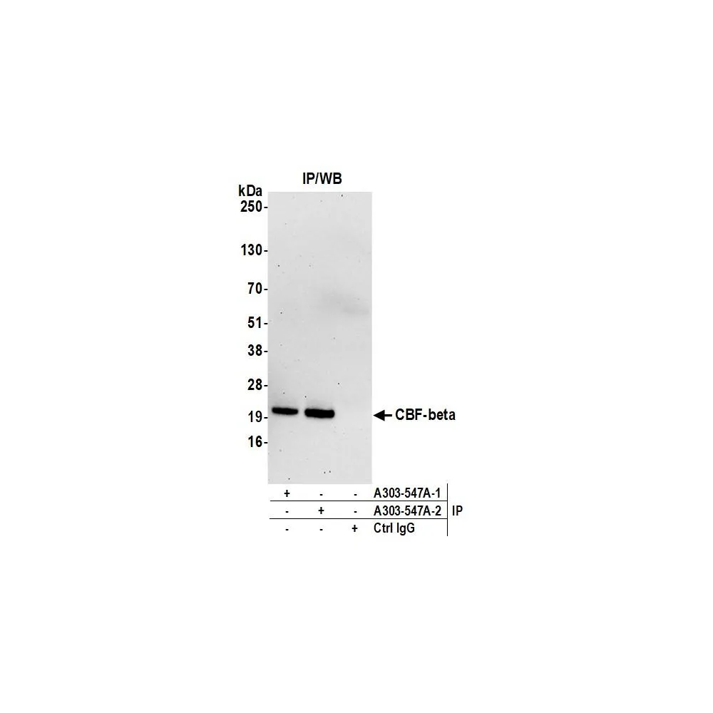 Rabbit anti-CBF-beta Antibody, Affinity Purified