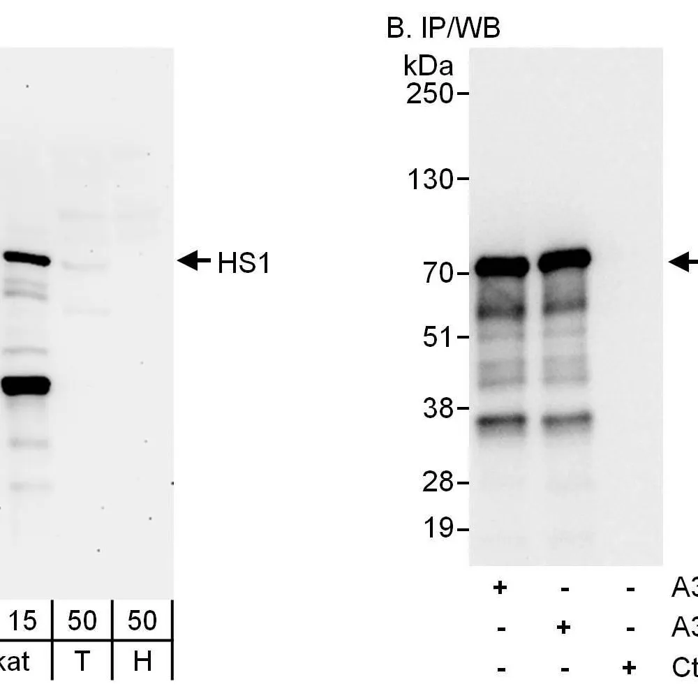 Rabbit anti-HS1 Antibody, Affinity Purified