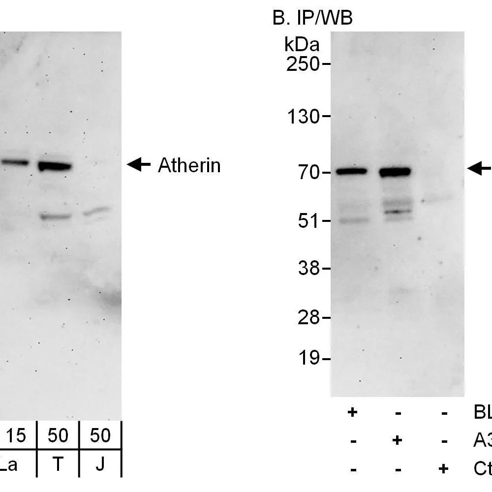 Rabbit anti-Atherin Antibody, Affinity Purified