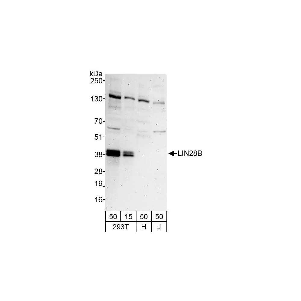 Rabbit anti-LIN28B Antibody, Affinity Purified
