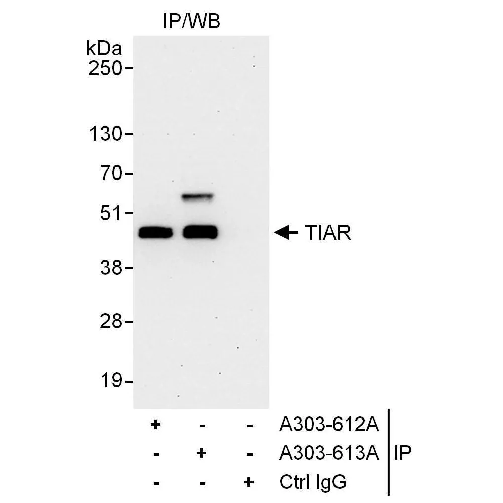 Rabbit anti-TIAR Antibody, Affinity Purified
