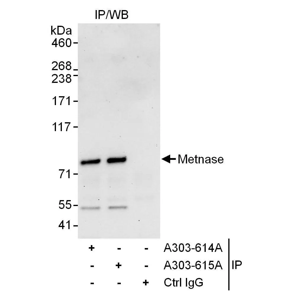 Rabbit anti-Metnase Antibody, Affinity Purified