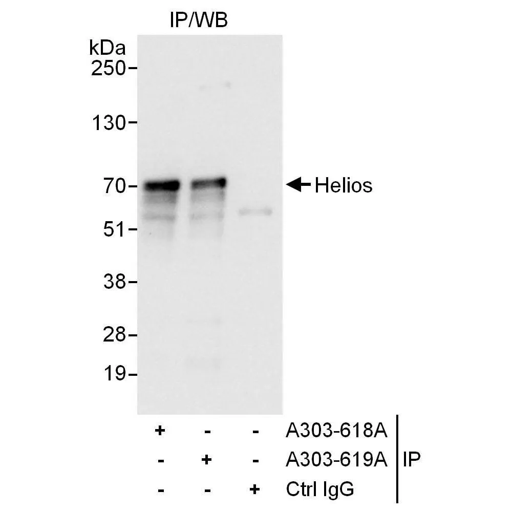 Rabbit anti-Helios Antibody, Affinity Purified