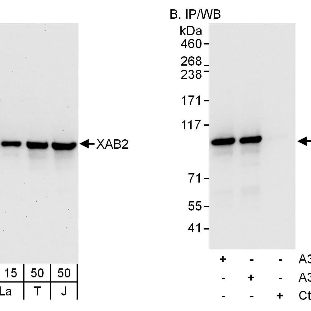 Rabbit anti-XAB2 Antibody, Affinity Purified
