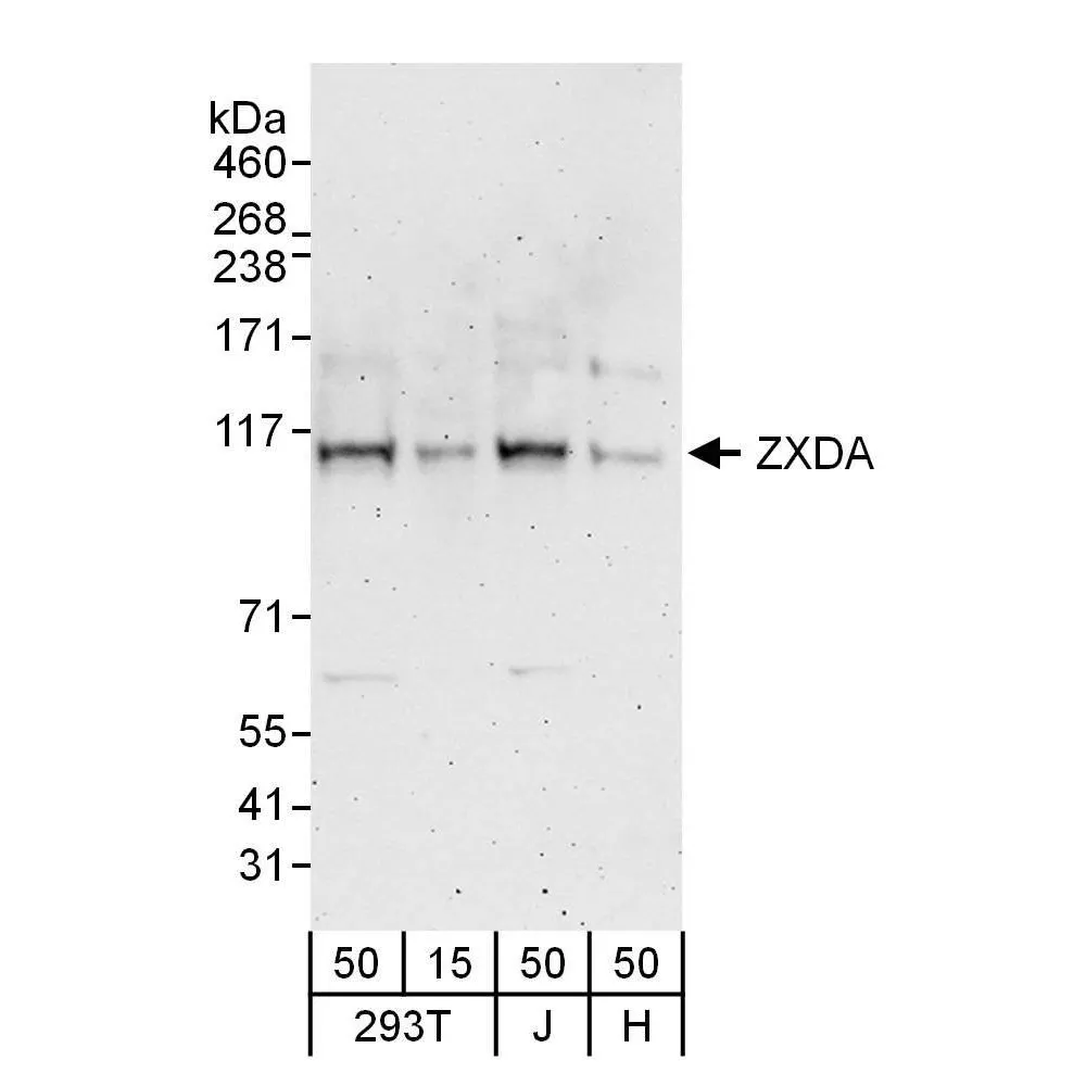Rabbit anti-ZXDA Antibody, Affinity Purified