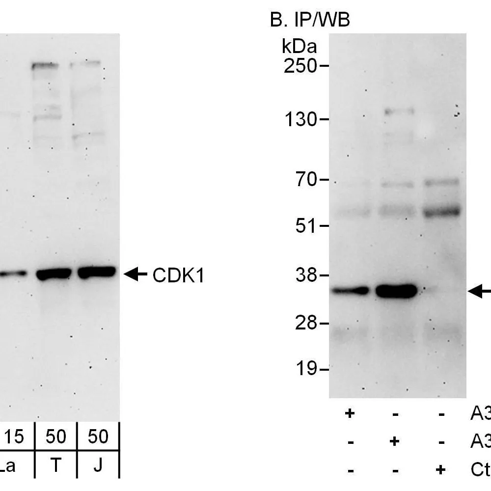 Rabbit anti-CDK1 Antibody, Affinity Purified