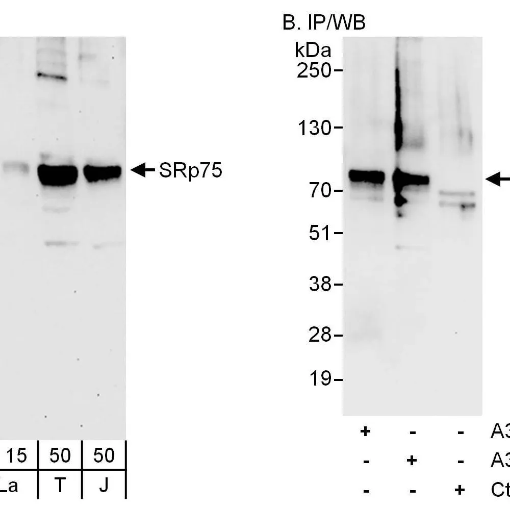 Rabbit anti-SRp75 Antibody, Affinity Purified