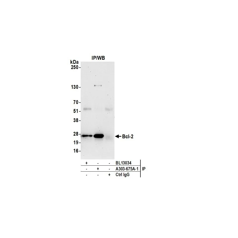 Rabbit anti-Bcl-2 Antibody, Affinity Purified
