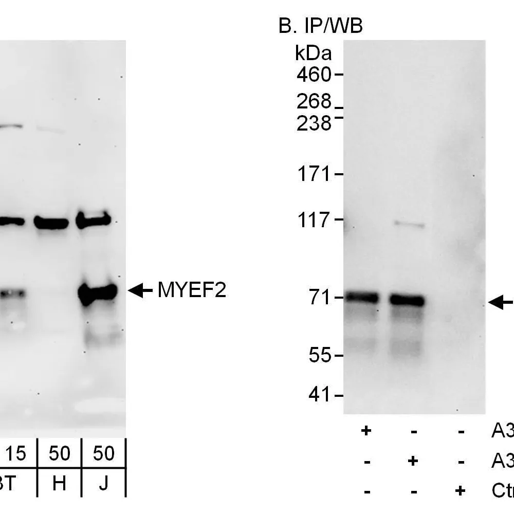 Rabbit anti-MYEF2 Antibody, Affinity Purified
