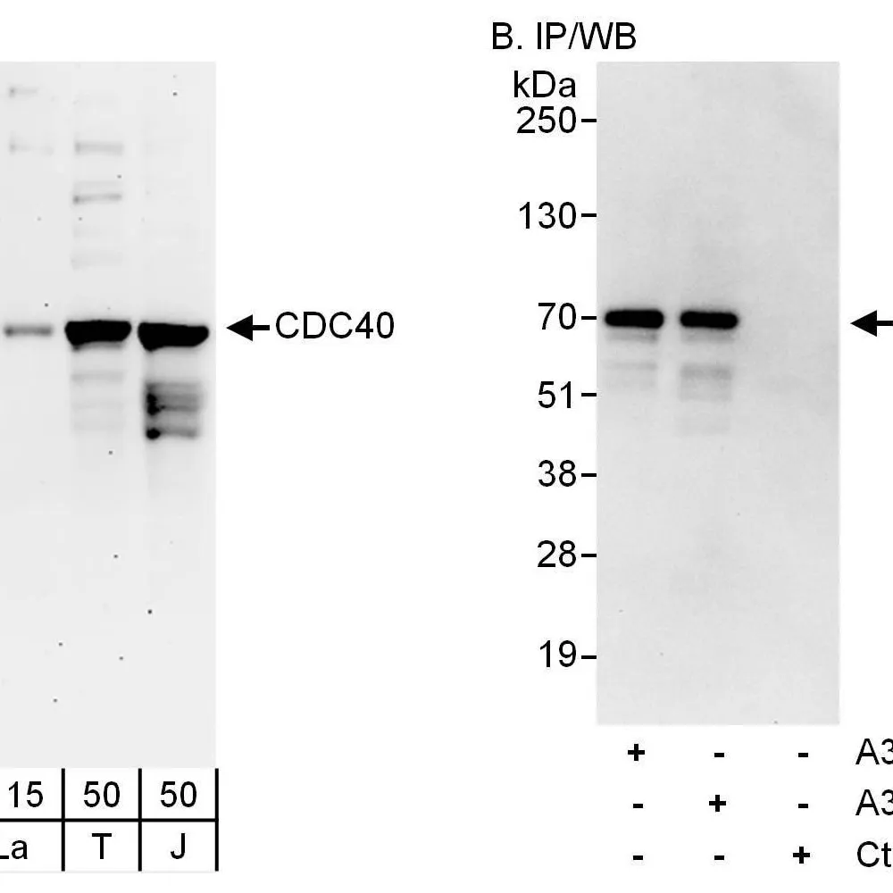 Rabbit anti-CDC40 Antibody, Affinity Purified