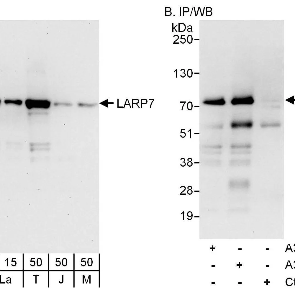 Rabbit anti-LARP7 Antibody, Affinity Purified
