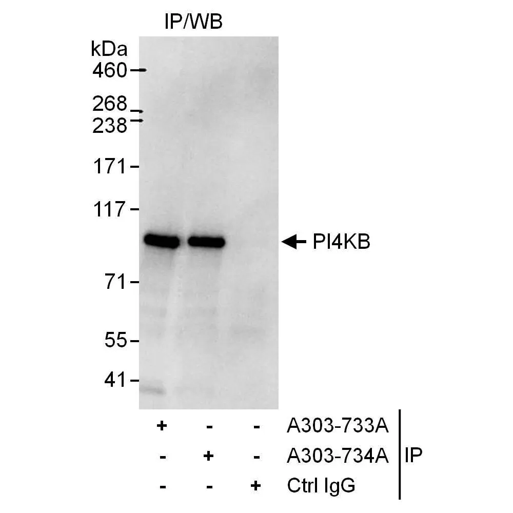 Rabbit anti-PI4KB Antibody, Affinity Purified