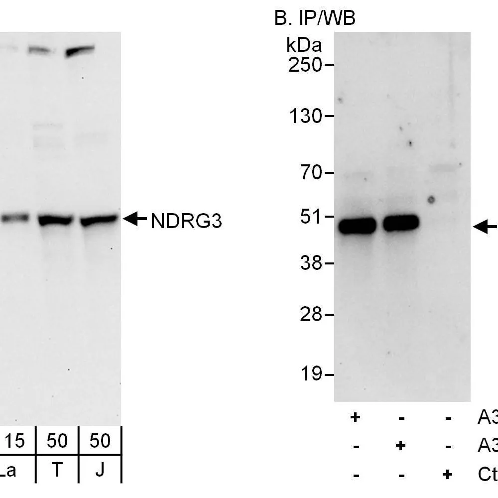 Rabbit anti-NDRG3 Antibody, Affinity Purified