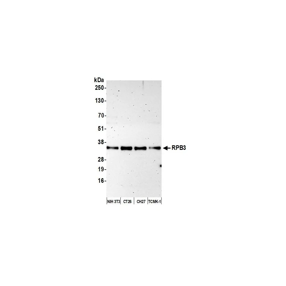 Rabbit anti-RPB3 Antibody, Affinity Purified