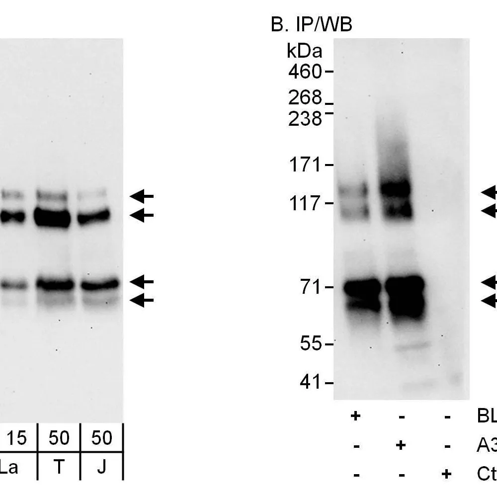 Rabbit anti-MAP7D1 Antibody, Affinity Purified