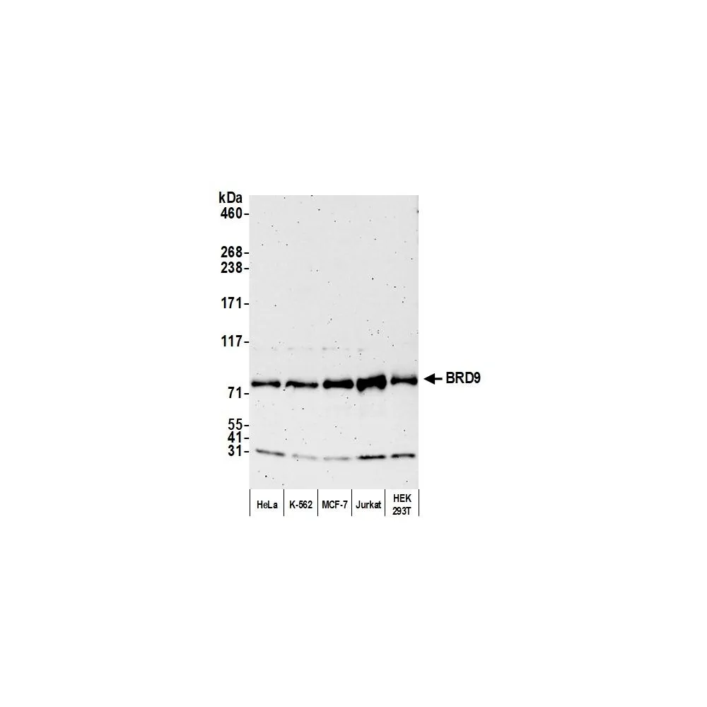 Rabbit anti-BRD9 Antibody, Affinity Purified