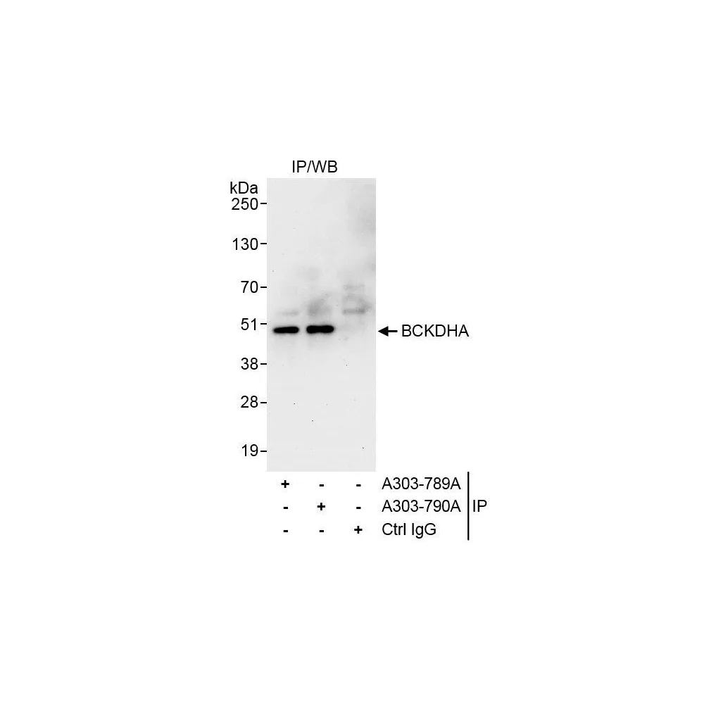 Rabbit anti-BCKDHA Antibody, Affinity Purified